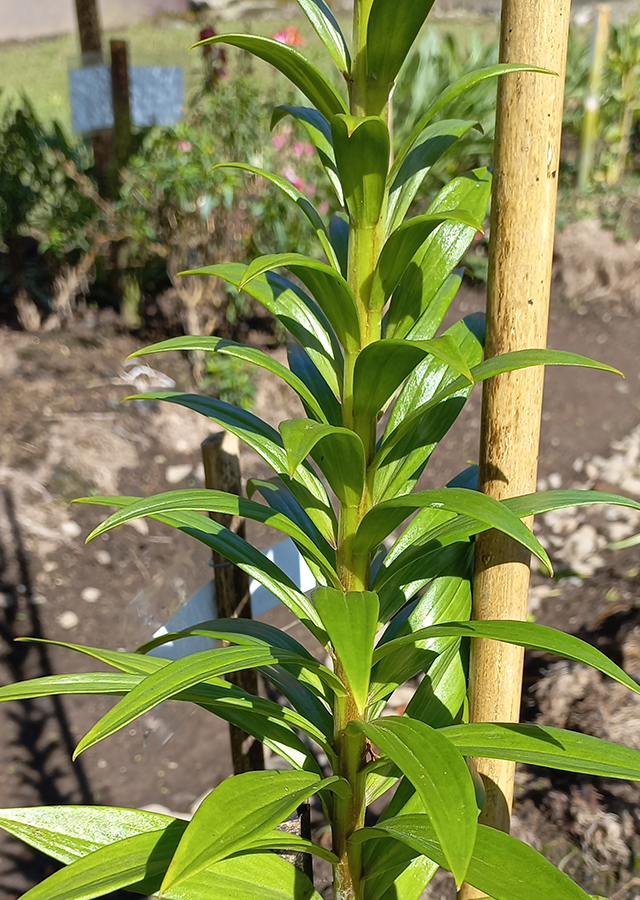 Ramuan Lily Terompet