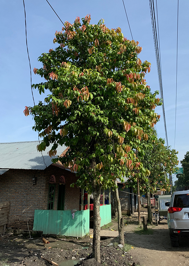 Kandungan Lobi-Lobi