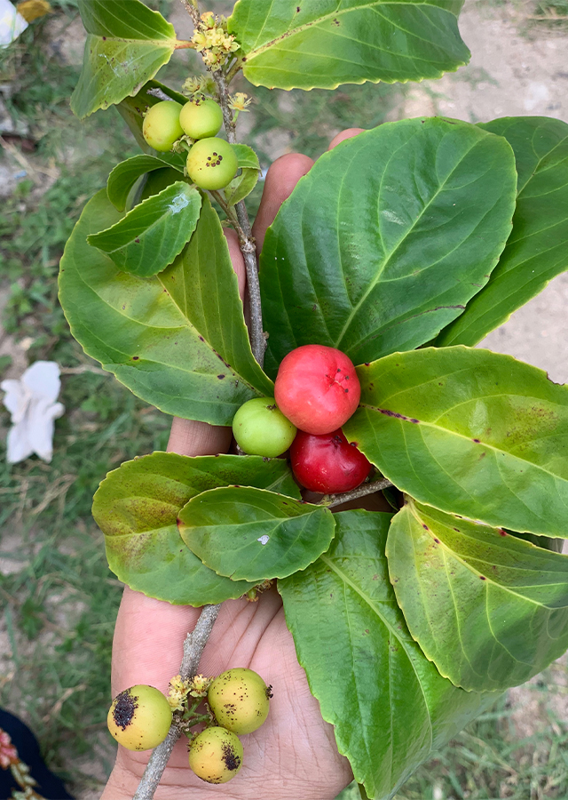 Ramuan Lobi-Lobi
