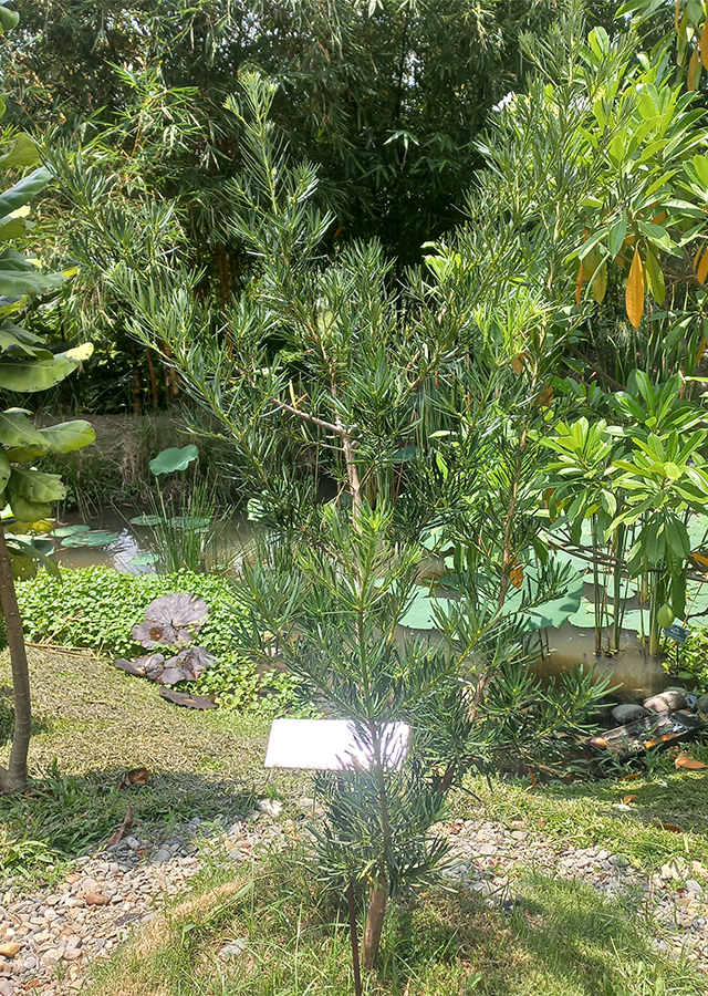 Kandungan Lohansung