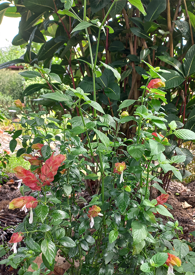Ramuan Lolipop Merah