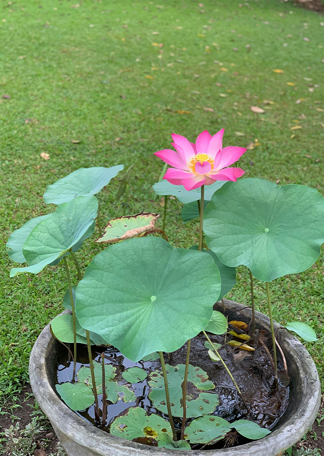 Ramuan Lotus