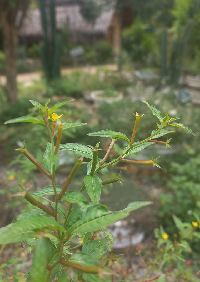 Kandungan Ludwigia Perennis