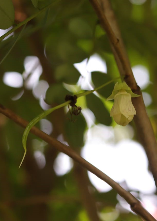 Kandungan Luhu