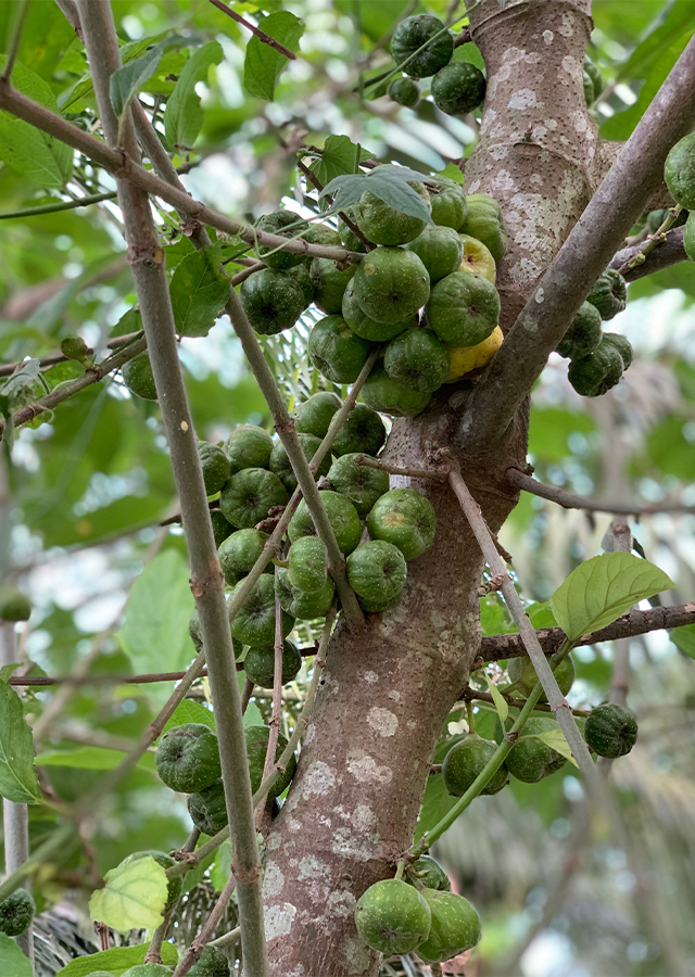 Kandungan Luwingan