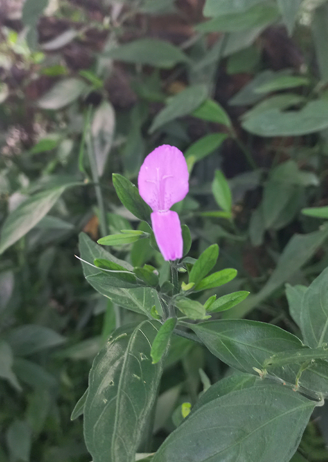 Ramuan Magenta