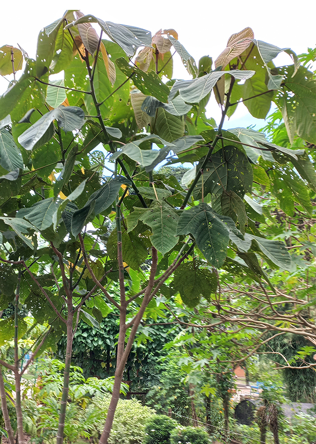 Kandungan Mahang Damar