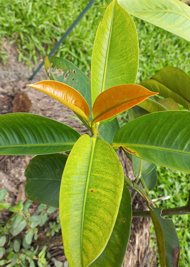 Ramuan Manggis