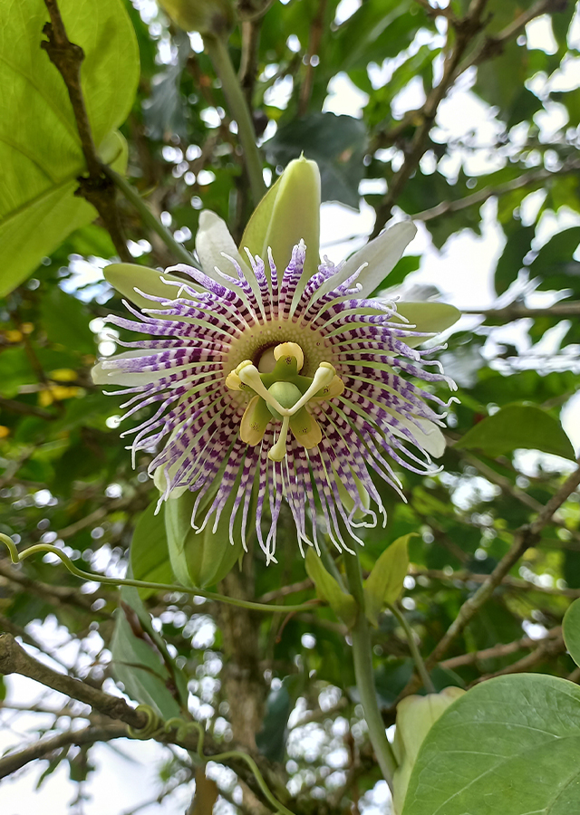 Kandungan Markisa Bandung