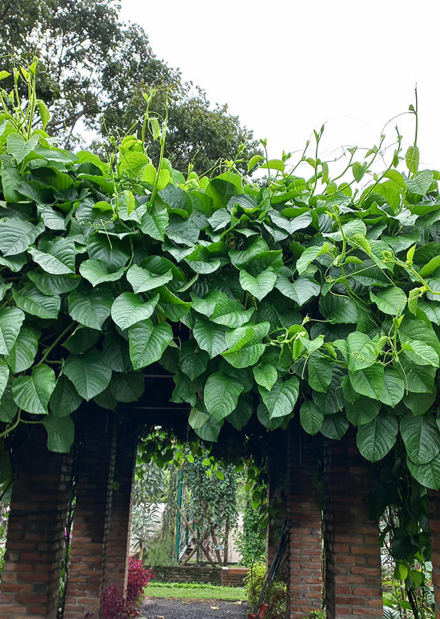Kandungan Markisa Besar
