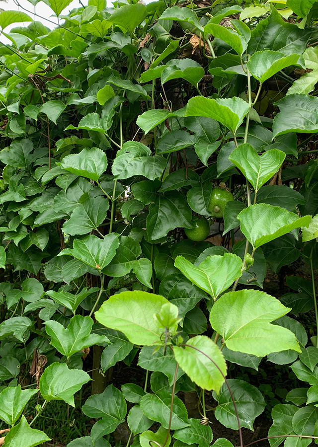 Ramuan Markisa Ungu