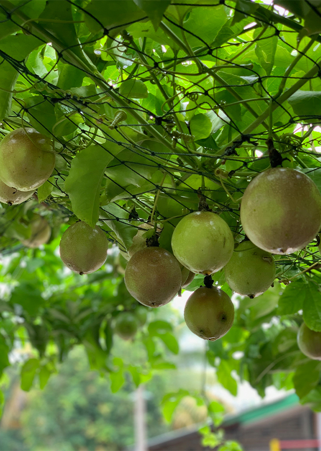 Kandungan Markisa Ungu
