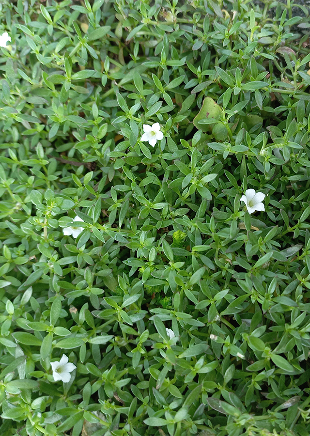 Penyebaran Mata Yuyu