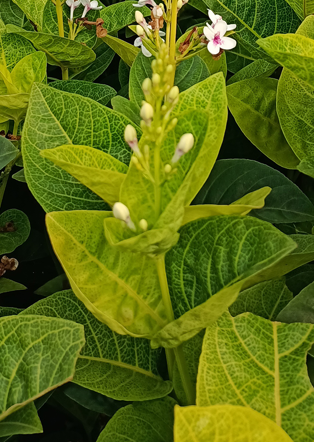 Ramuan Melati Jepang Merah