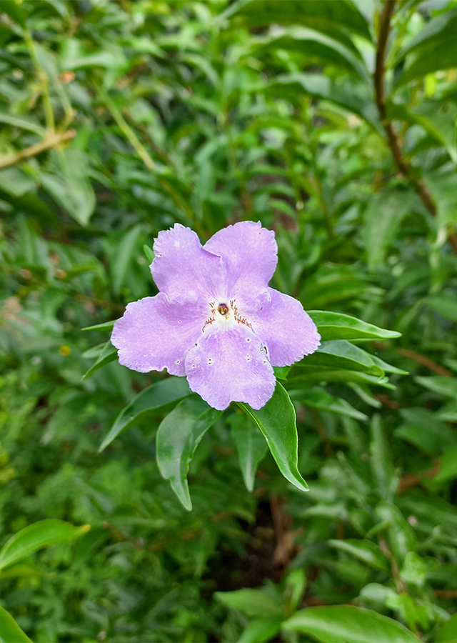 Ramuan Melati Putih Ungu