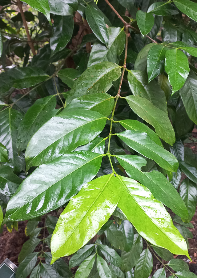 Kandungan Melinjo