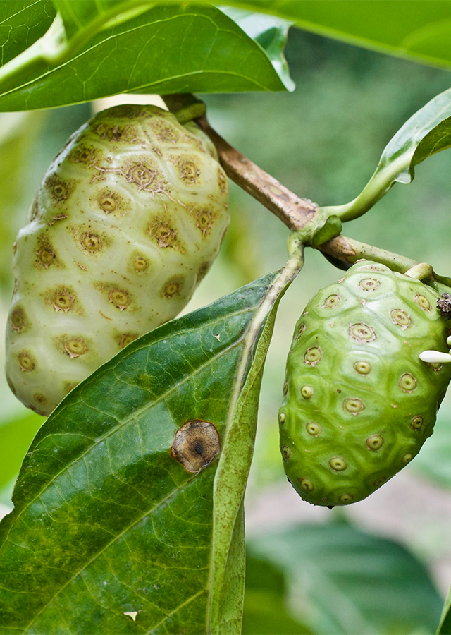 Kandungan Mengkudu