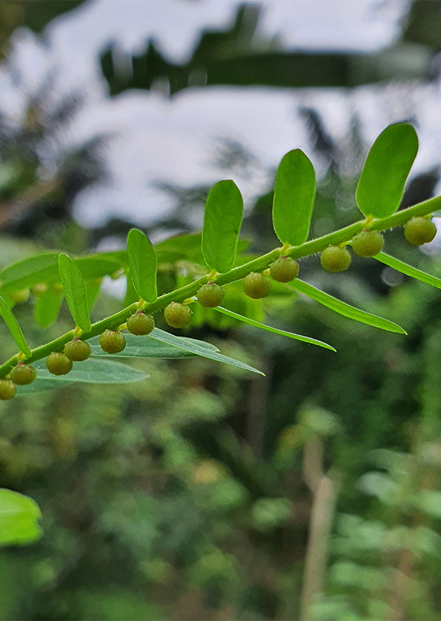 Kandungan Meniran