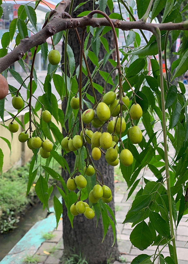 Kandungan Mimba