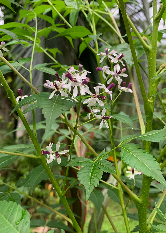 Kandungan Mindi Kecil