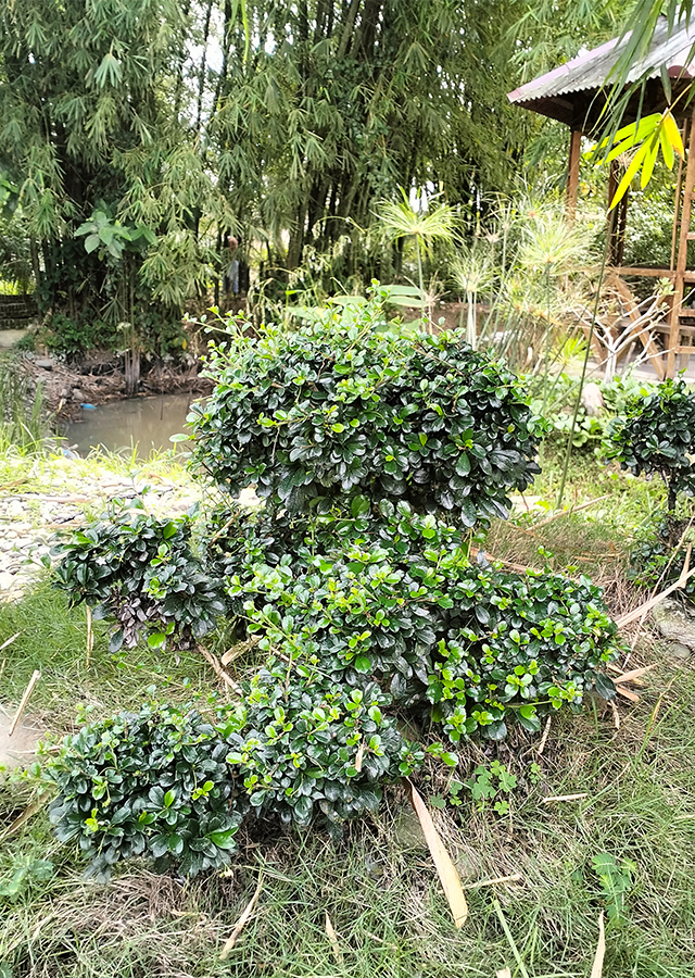Kandungan Mirten