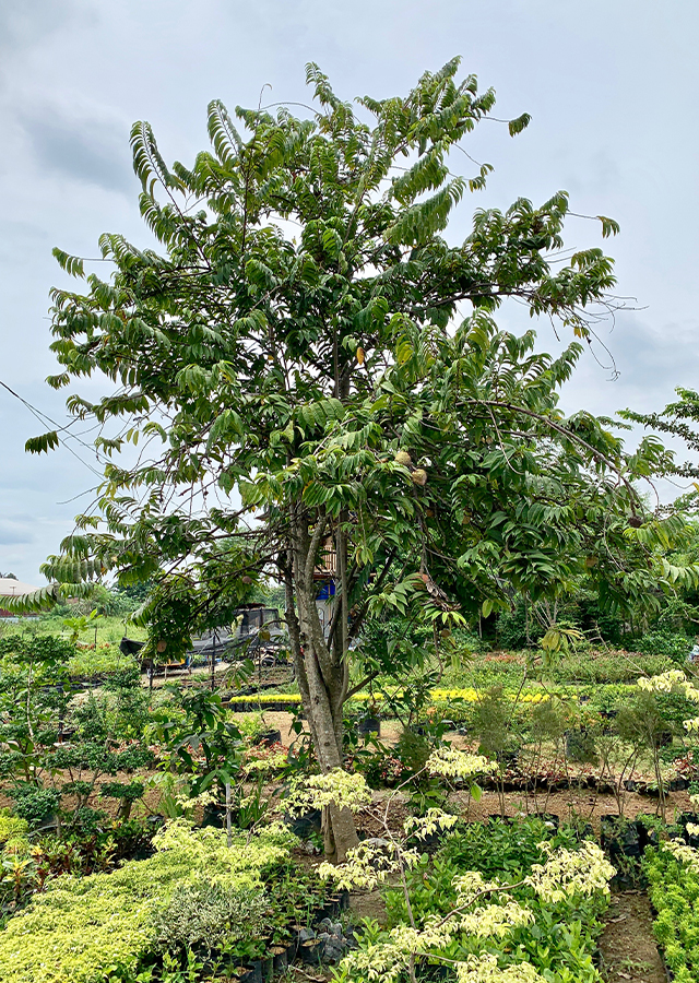 Kandungan Mulwa