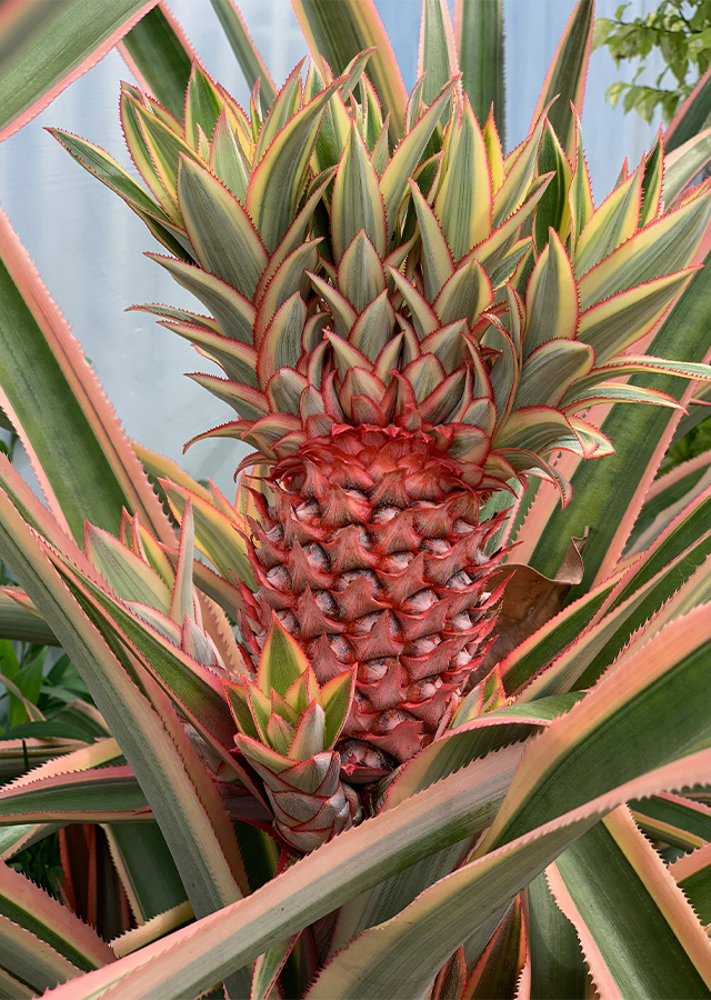Ramuan Nanas Merah