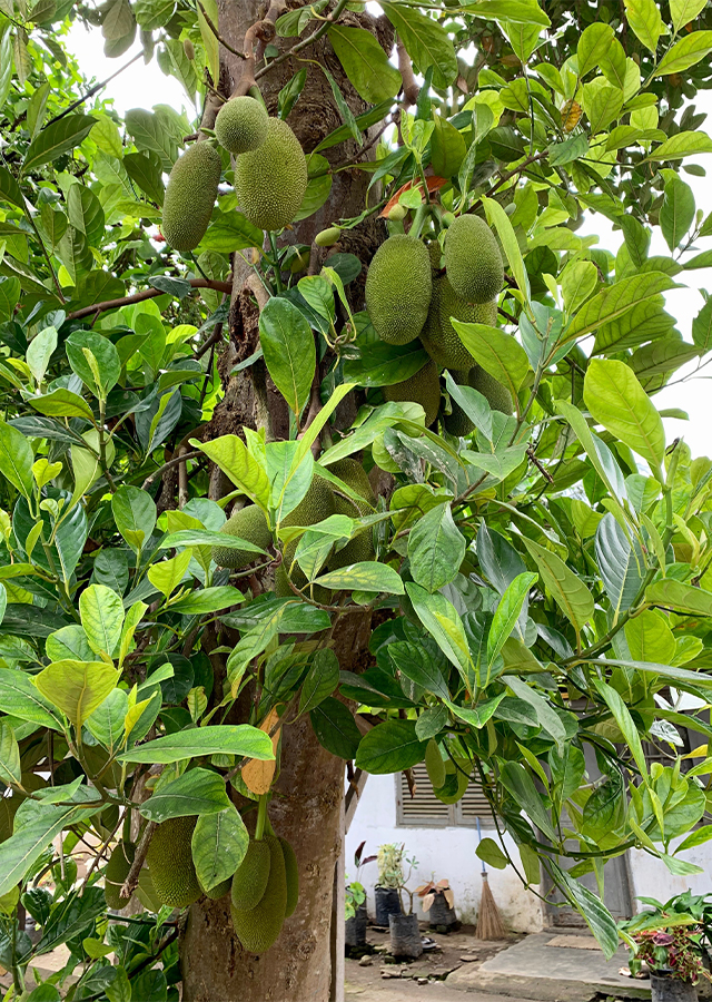 Ramuan Nangka