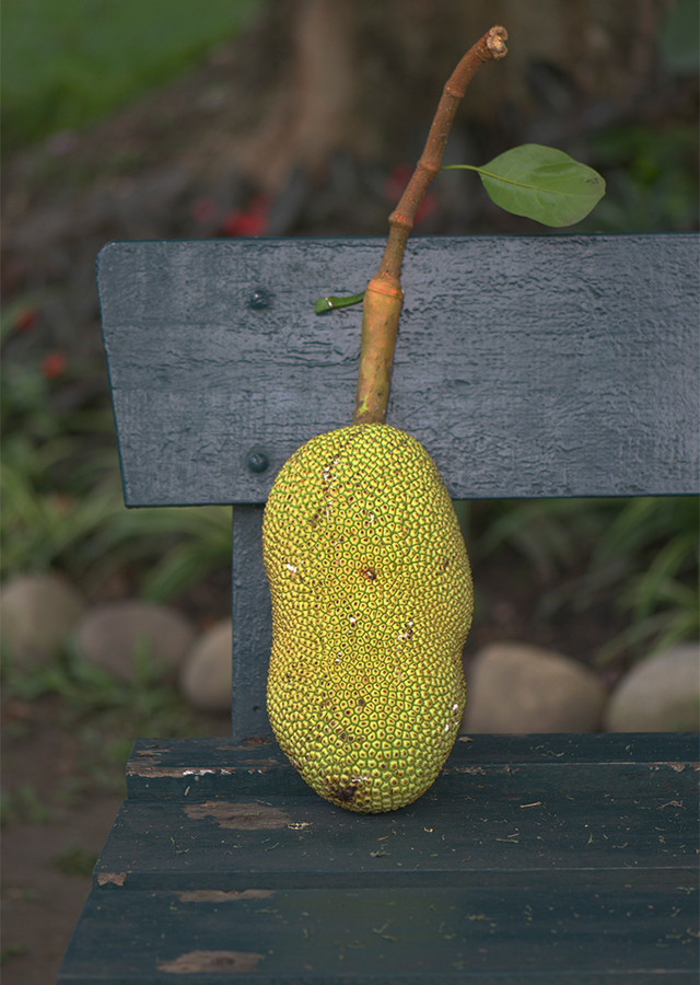 Kandungan Nangka