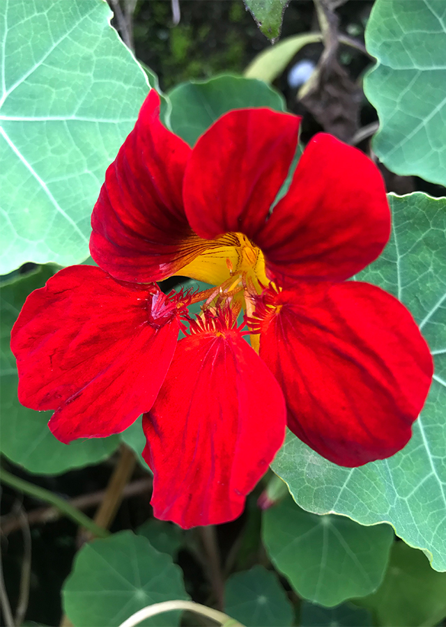Kandungan Nasturtium