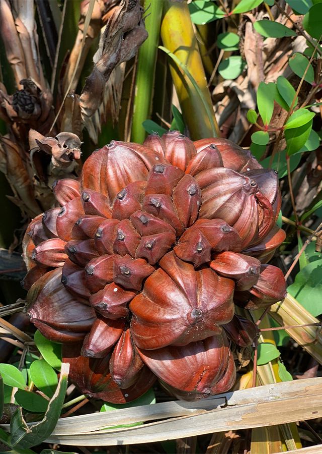 Kandungan Nipah