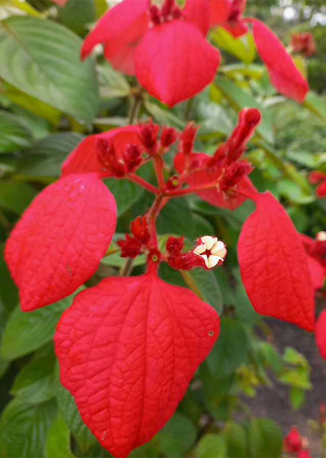 Kandungan Nusa Indah Merah