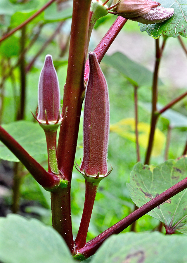 Ramuan Okra