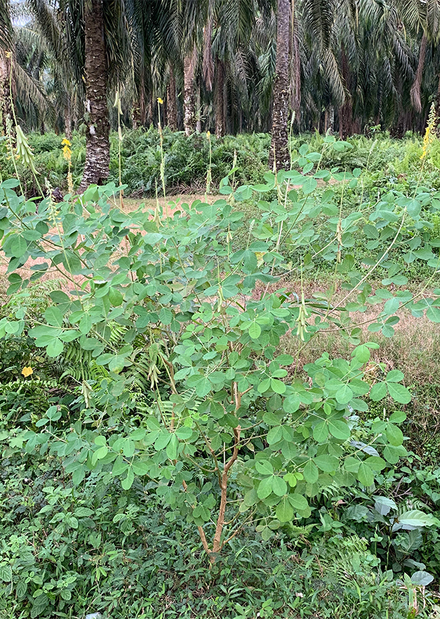 Kandungan Orok-Orok