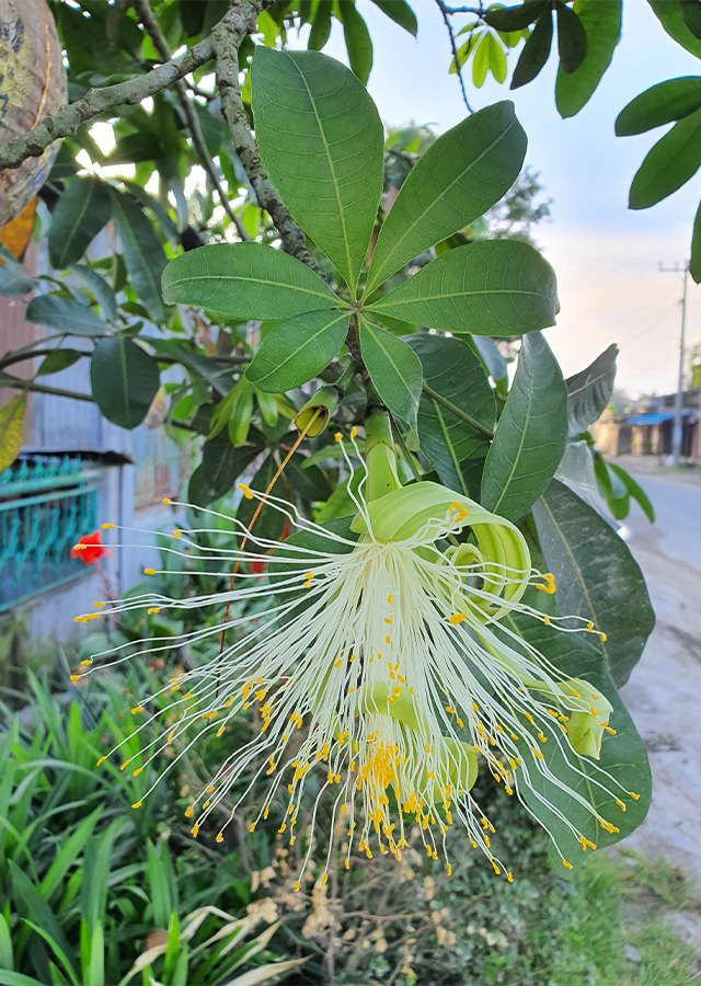 Ramuan Pachira