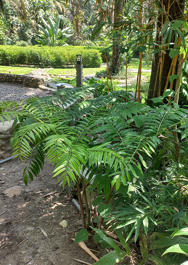 Ramuan Pakis Sipasan