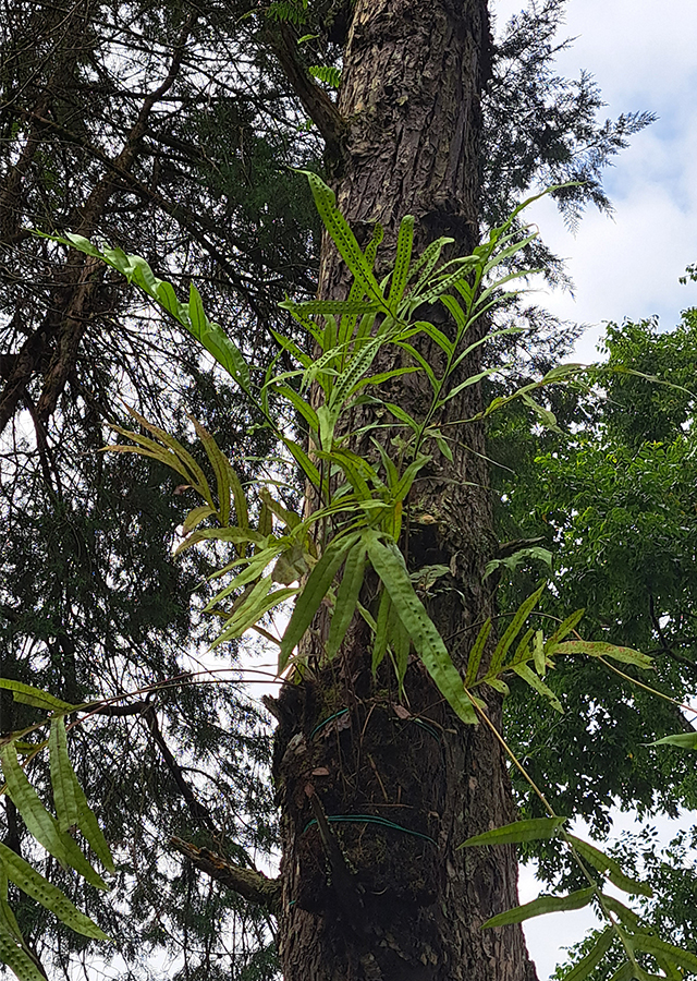 Kandungan Paku Wangi