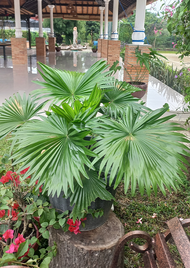 Kandungan Palem Sadeng