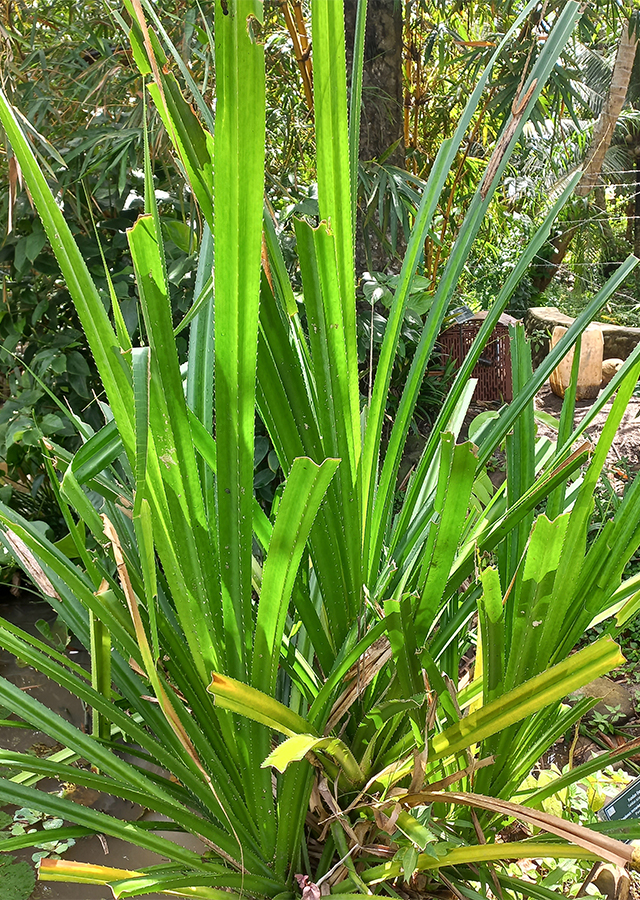 Ramuan Pandan Duri