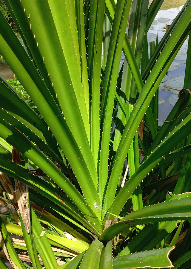 Kandungan Pandan Duri