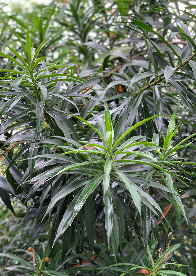 Kandungan Pandan Suji