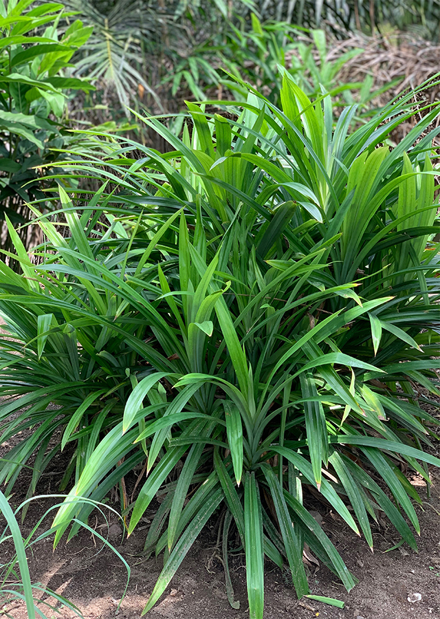 Ramuan Pandan Wangi