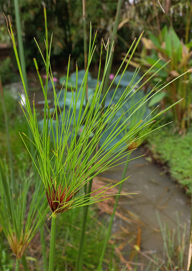 Ramuan Papirus