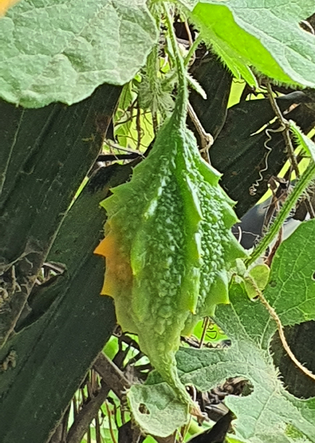 Ramuan Pare Hutan