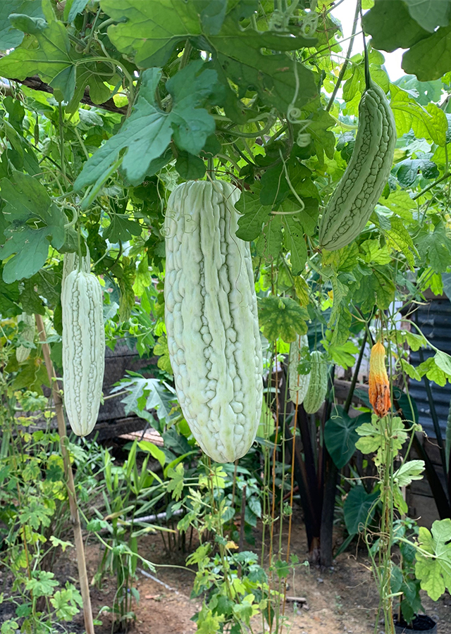 Ramuan Pare