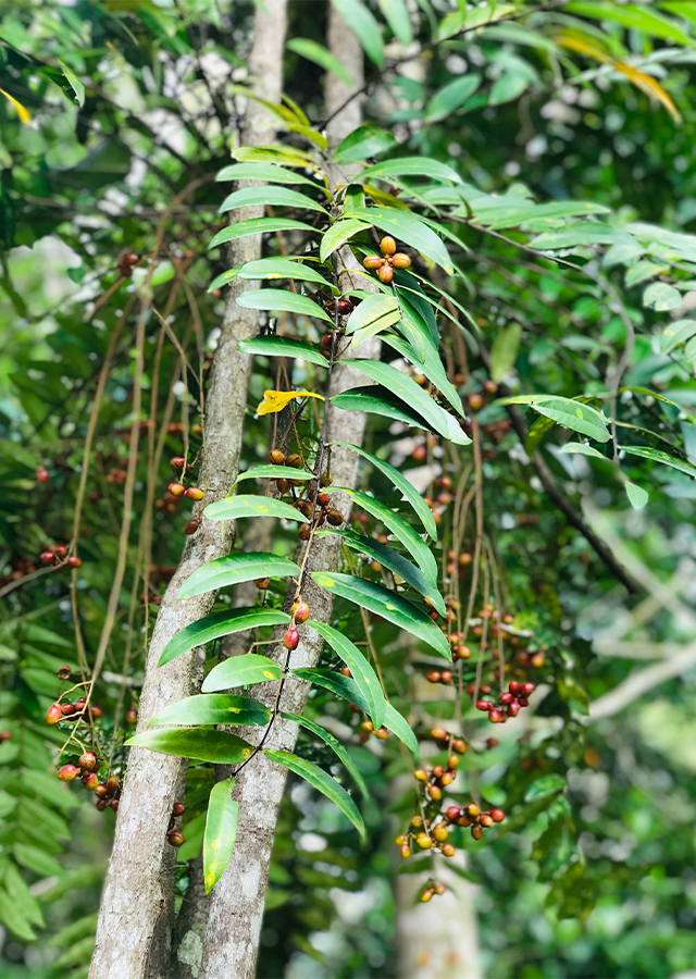 Ramuan Pasak Bumi