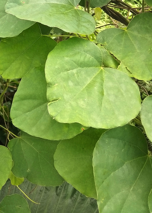 Ramuan Patha