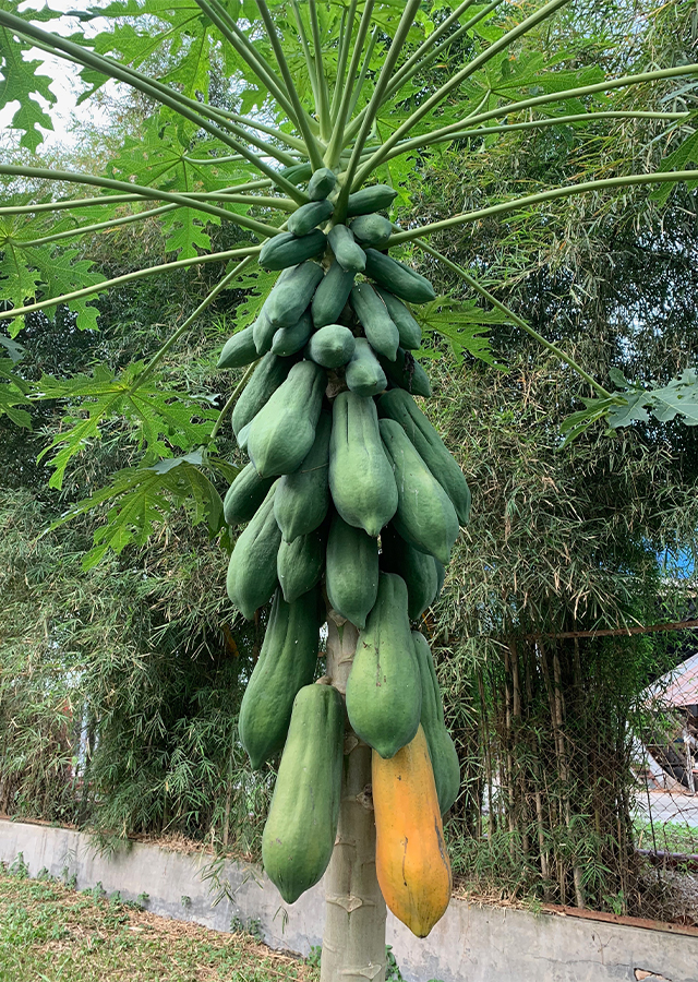 Ramuan Pepaya