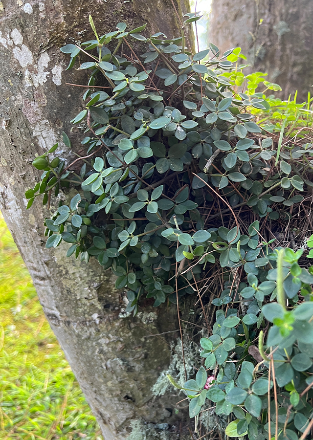 Kandungan Peperomia Hope