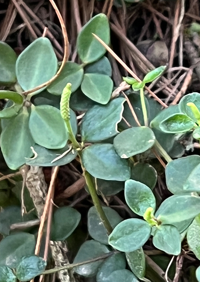Ramuan Peperomia Hope